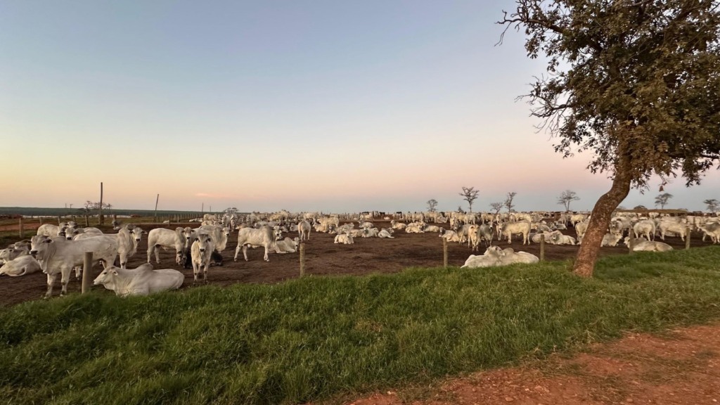 Fazenda Três Barras: 92% do lote abatido com apenas 19 meses!