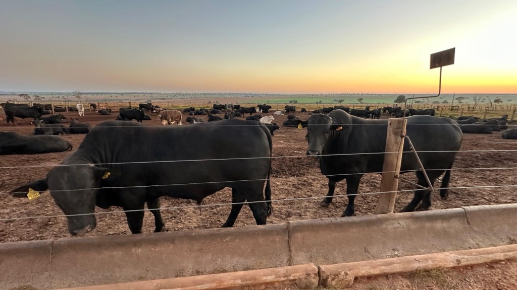 Fazenda Três Barras: 92% do lote abatido com apenas 19 meses!