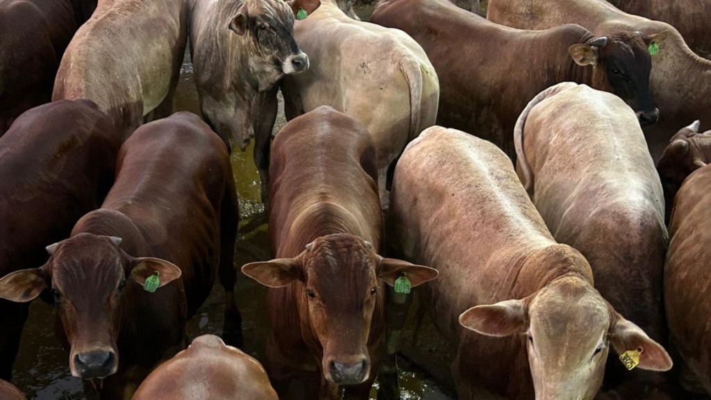 Com Senepol na TIP, pecuarista de MS garante bônus de até R$ 9 por arroba