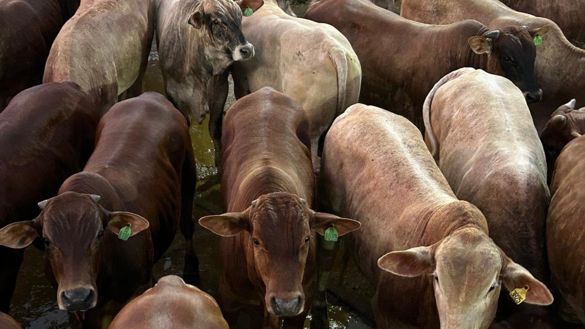 Com Senepol na TIP, pecuarista de MS garante bônus de até R$ 9 por arroba