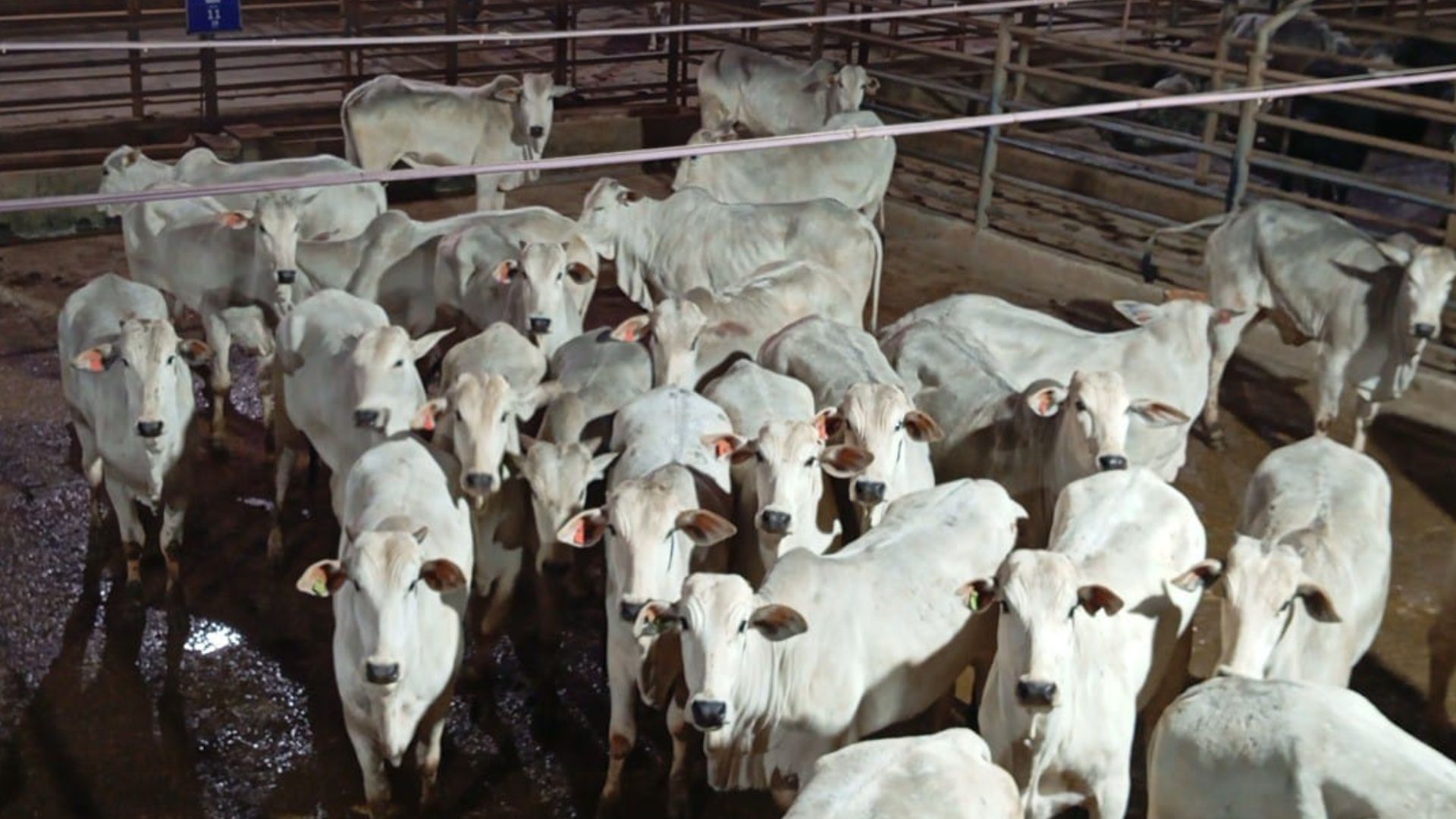 Nelore: 99% de novilhas zero dentes! Pecuarista tem bônus superior a R$ 110 por cabeça