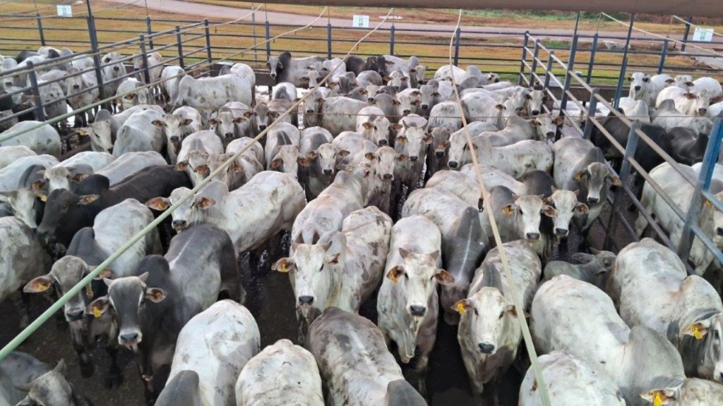 Pecuarista faz boi a termo com machos Nelore de mais de 23@ em MT