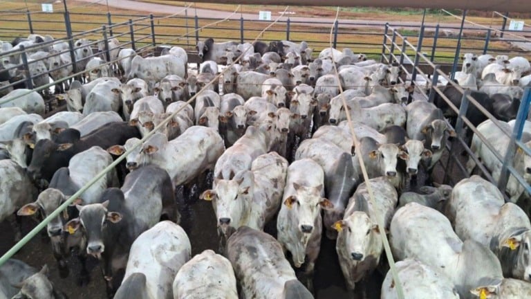 Pecuarista faz boi a termo com machos Nelore de mais de 23@ em MT