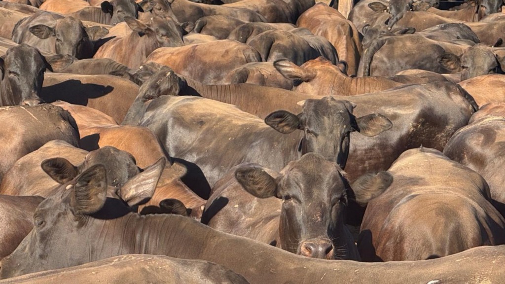 Já viu novilha zero dentes ultrapassar 18@? Confira a façanha de pecuarista no Pará 