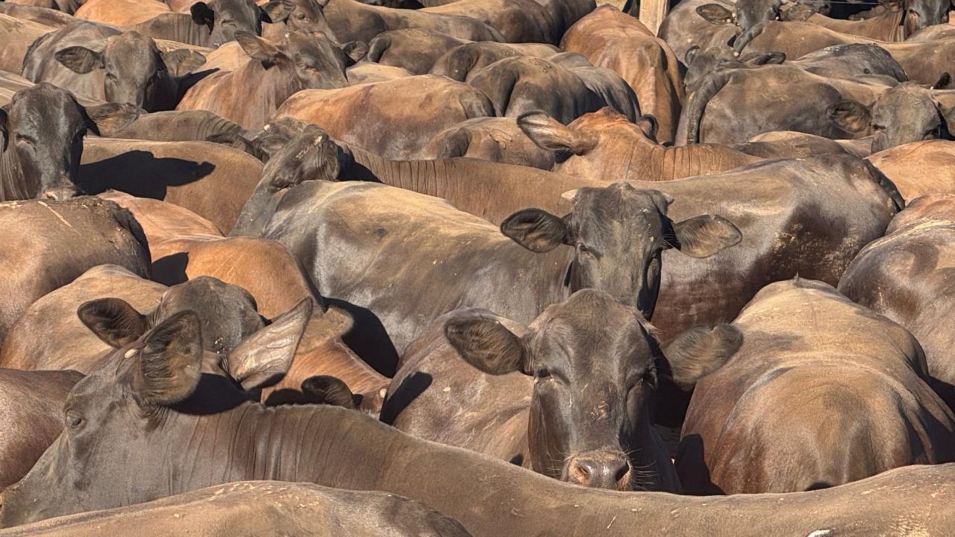 Já viu novilha zero dentes ultrapassar 18@? Confira a façanha de pecuarista no Pará 