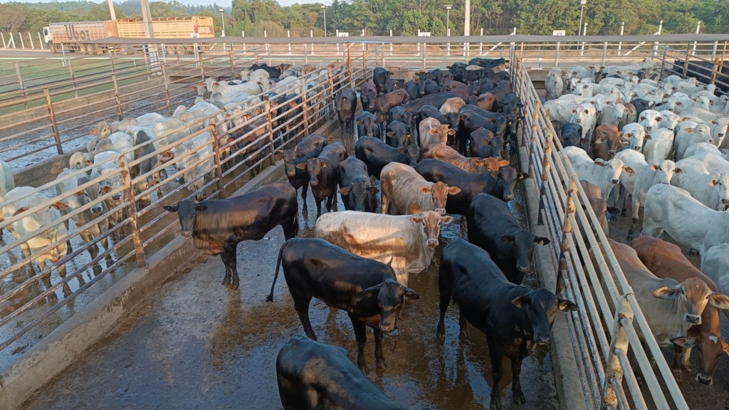 Foto: Divulgação/Friboi de Vilhena (RO)