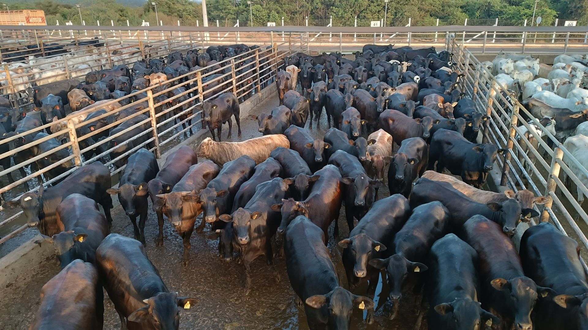 Novilhada Angus suplementada a pasto é exemplo de carne premium em Rondônia