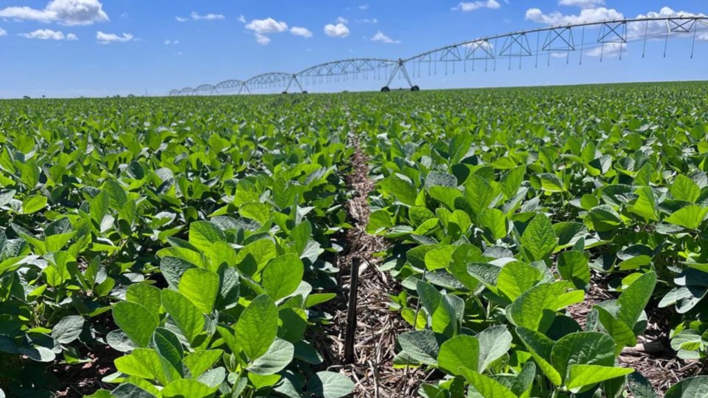 Área irrigada de plantio de soja sobre palhada de capim. Foto: Divulgação/Agropecuária Maragogipe
