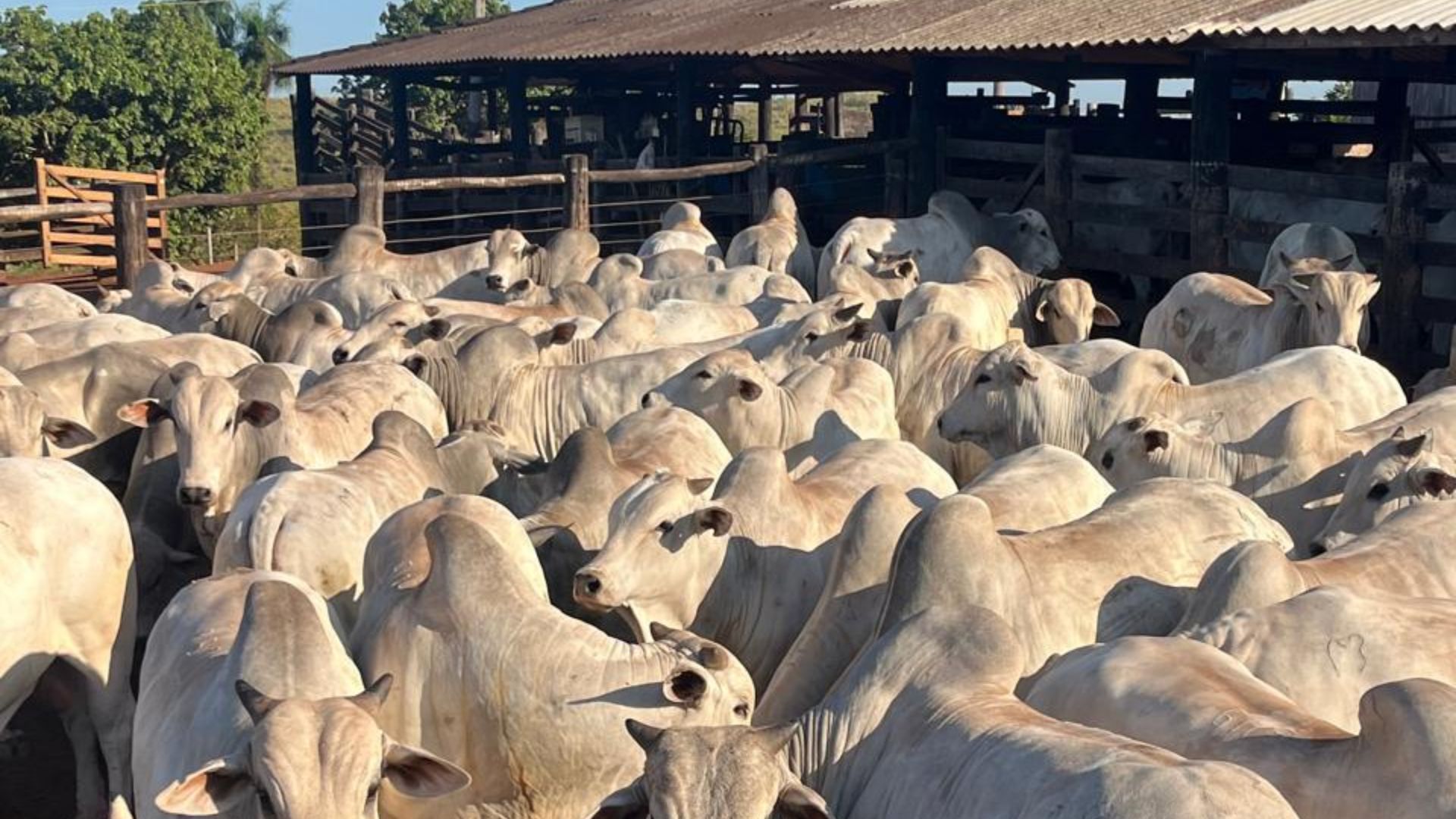 Nelore com 90 dias de cocho! Boiada surpreende com acabamento top