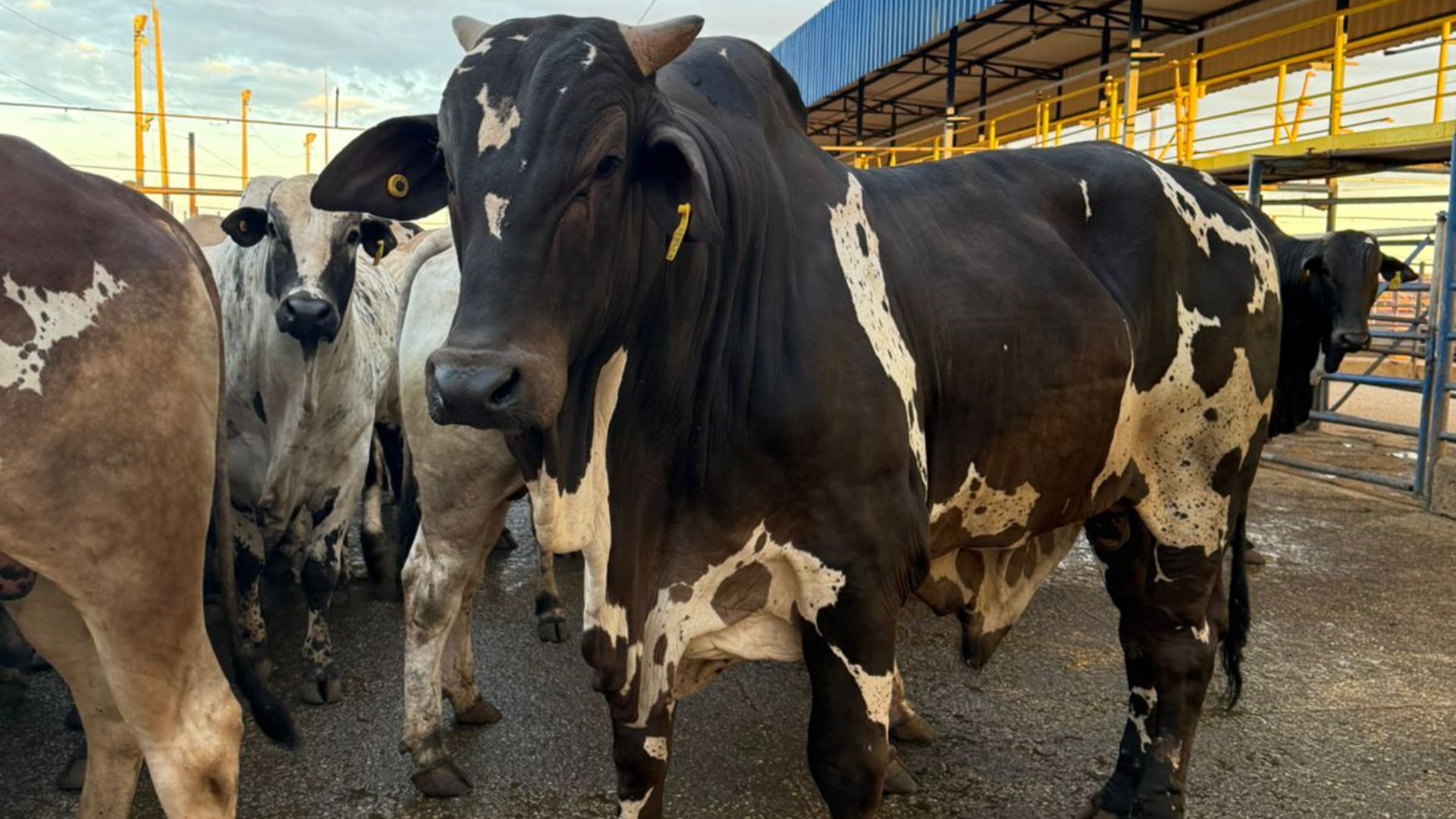 Nelore Pintado dá às caras no Circuito Nelore em Água Boa (MT). Veja os campeões