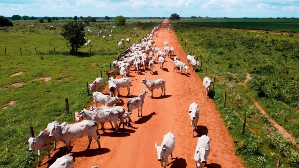 Vacas e novilhas em movimentação entre áreas de pastagem na fazenda Nova Piratinga. Foto: Reprodução/Giro do Boi
