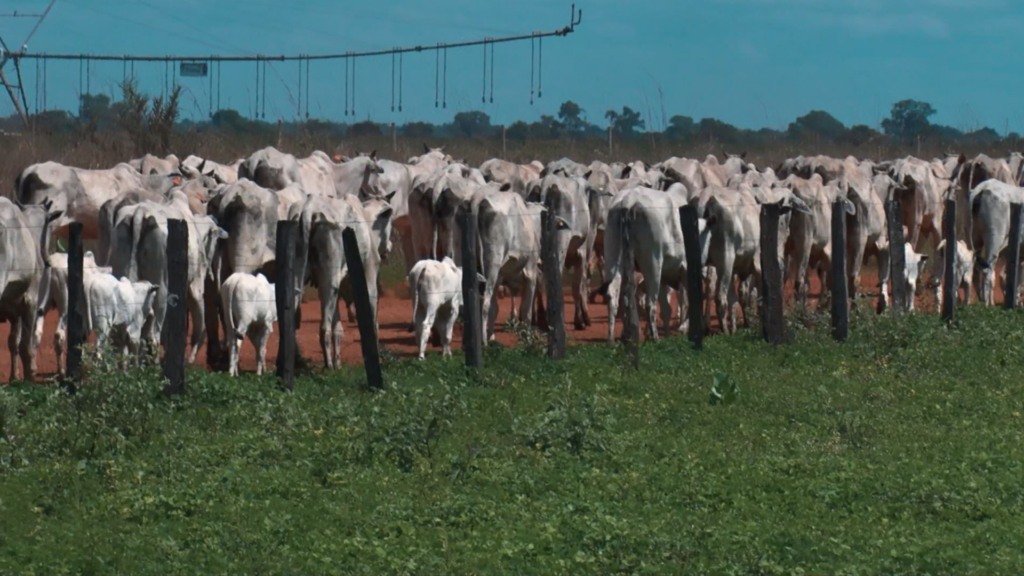 Bovinos na fazenda Nova Piratinga. Foto: Reprodução/Giro do Boi