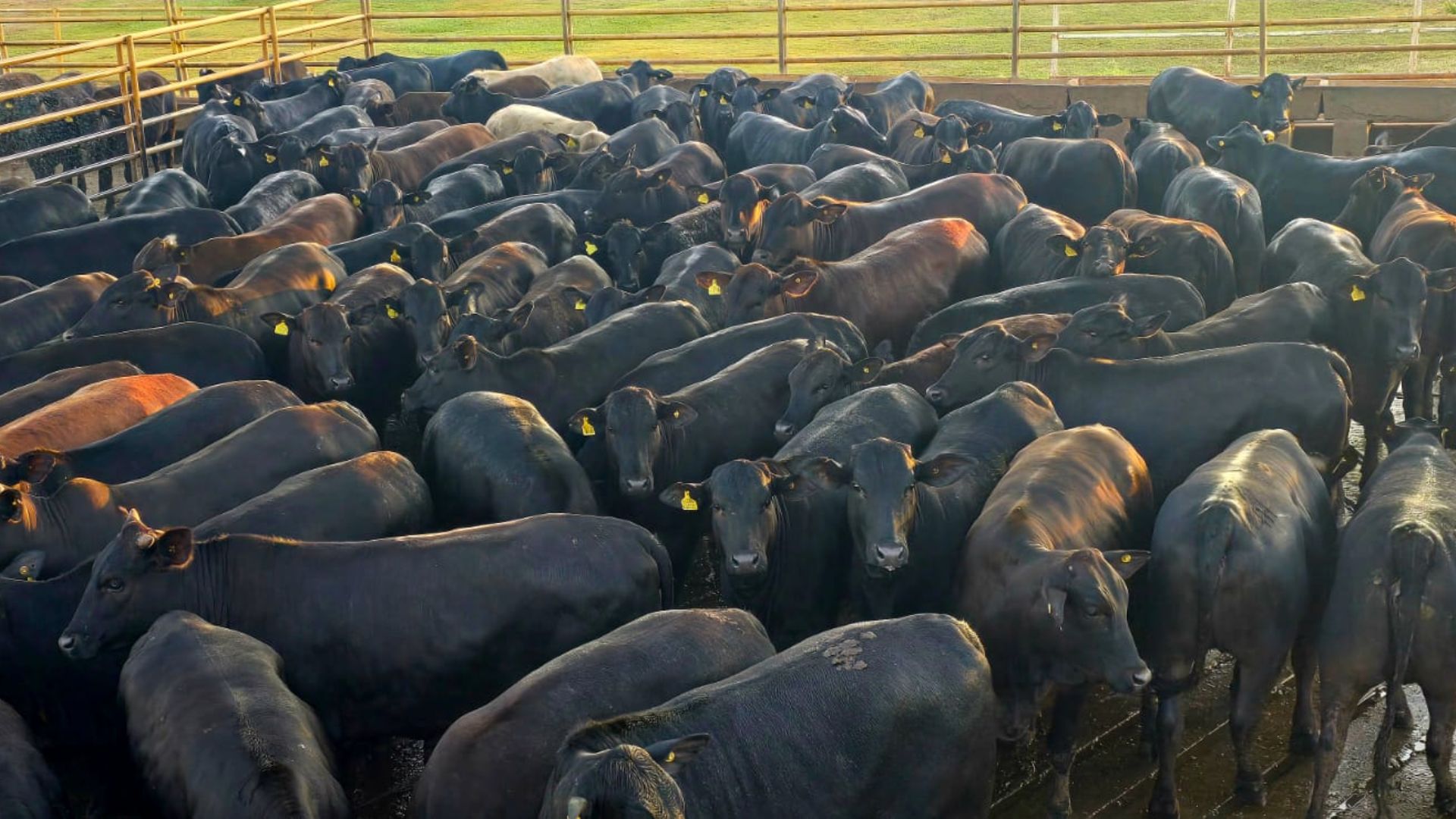Novilhada Angus surpreende por ganhar 1 arroba por mês: 17,5 arrobas aos 17 meses