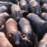 Bahia é terra de todos os santos e de novilhas F1 Angus com mais de 18 arrobas!