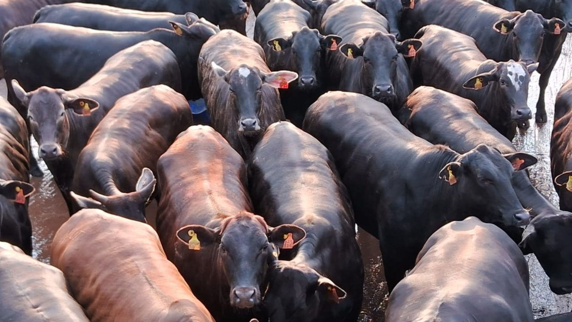 Bahia é terra de todos os santos e de novilhas F1 Angus com mais de 18 arrobas!