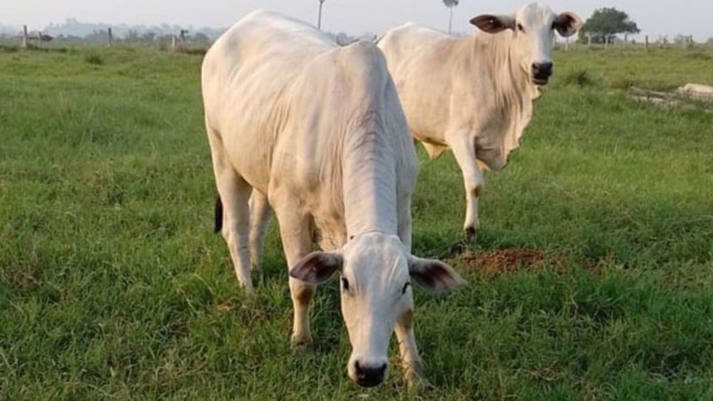 Novilhas em área de pastagem. Foto: Luiz Pfeifer/Embrapa Rondônia