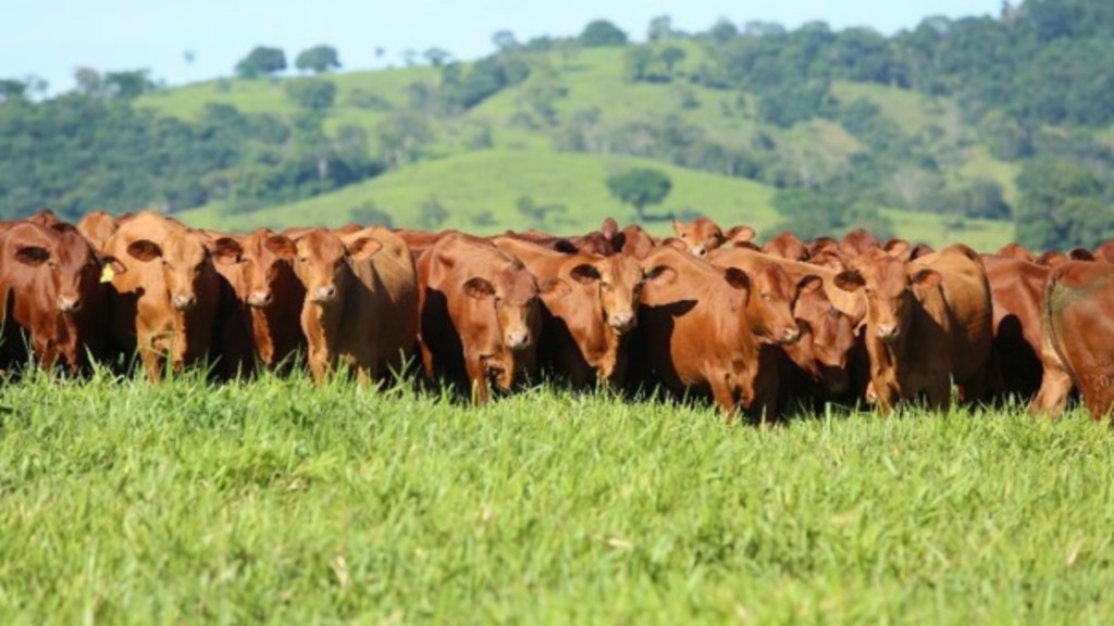 Bovinos da raça Senepol. Foto: Divulgação/ABCB Senepol