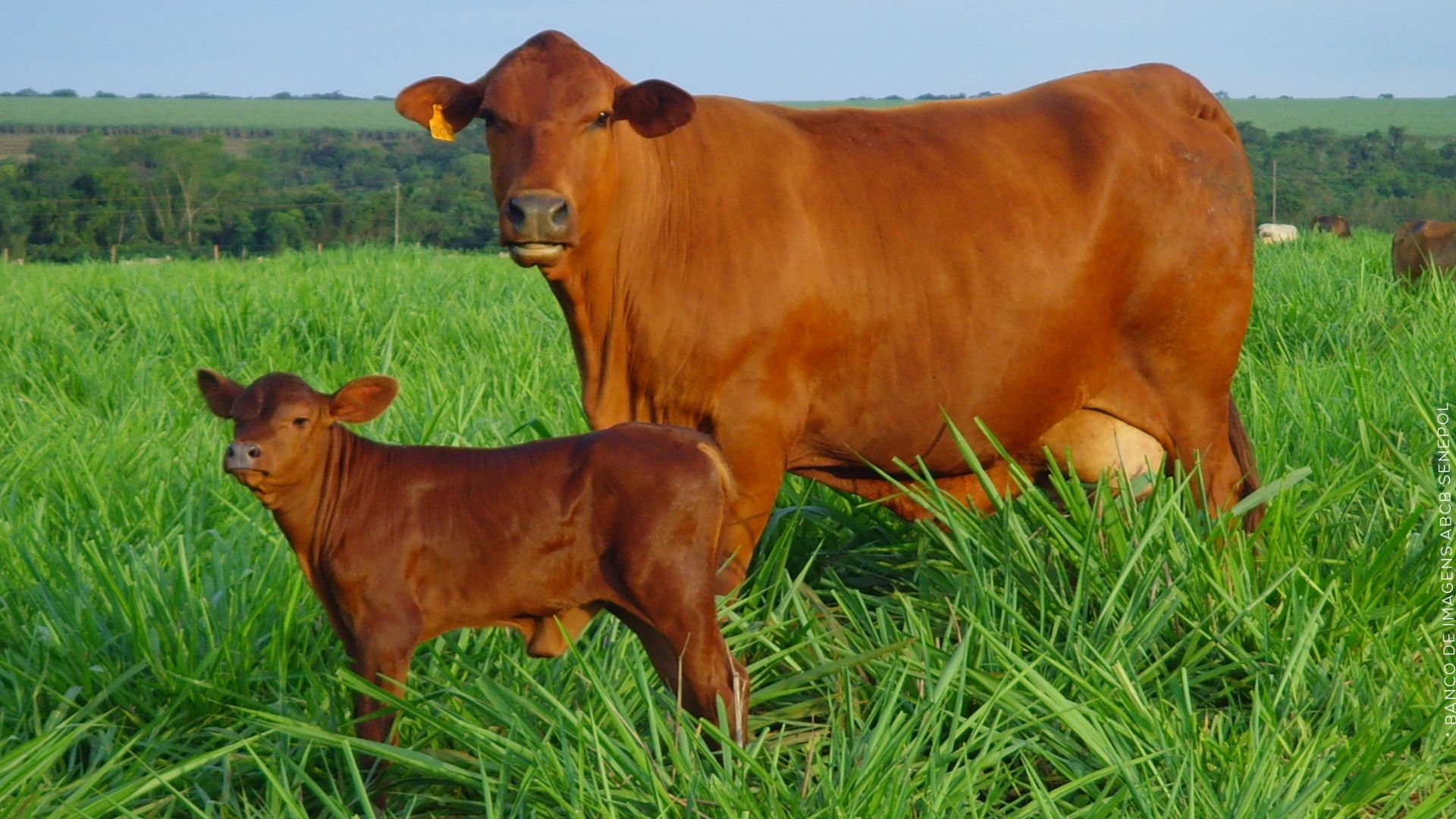 Senepol leiteiro? Vacas dão 10 litros por dia em Minas. Saiba se isso é normal
