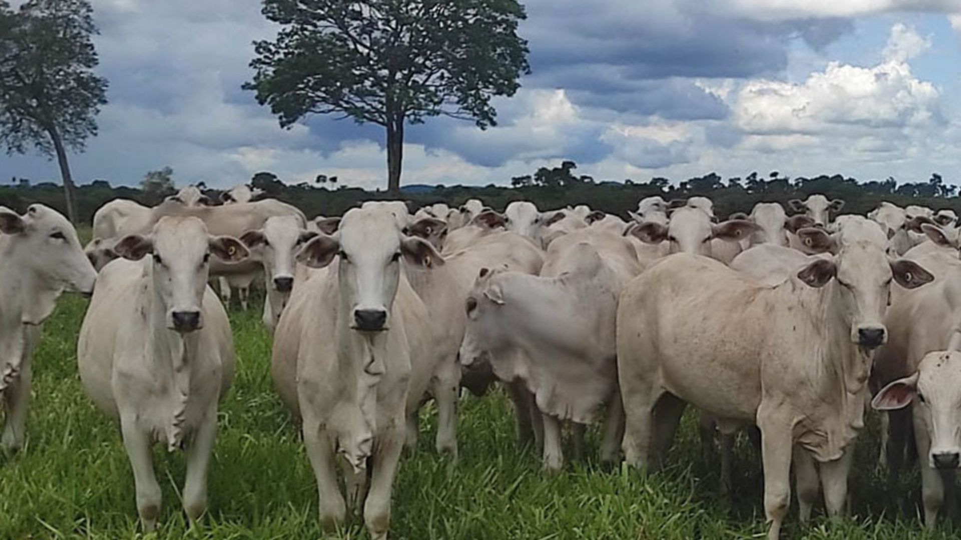 Novilhas em área de pastagem. Foto: Luiz Pfeifer/Embrapa Rondônia