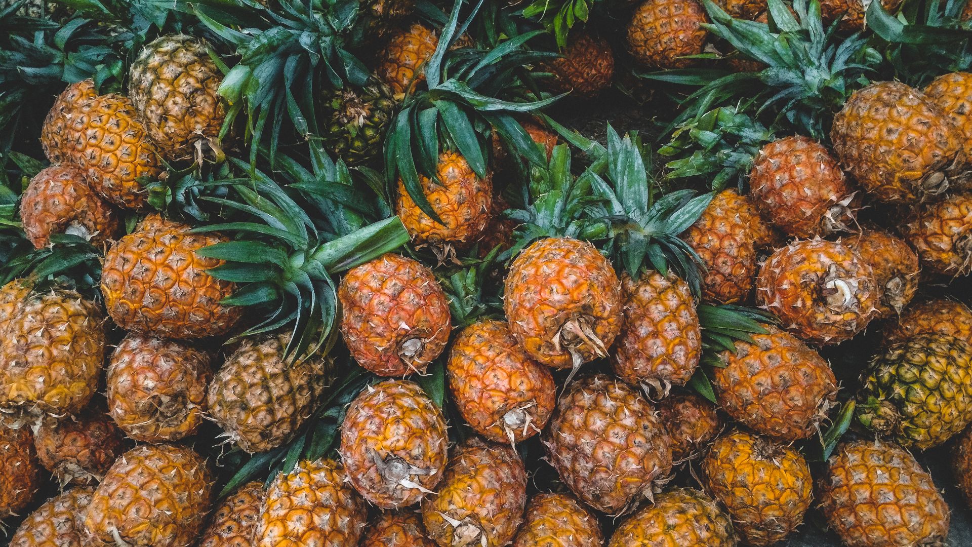 Silagem de abacaxi: especialista revela o potencial do fruto para o gado