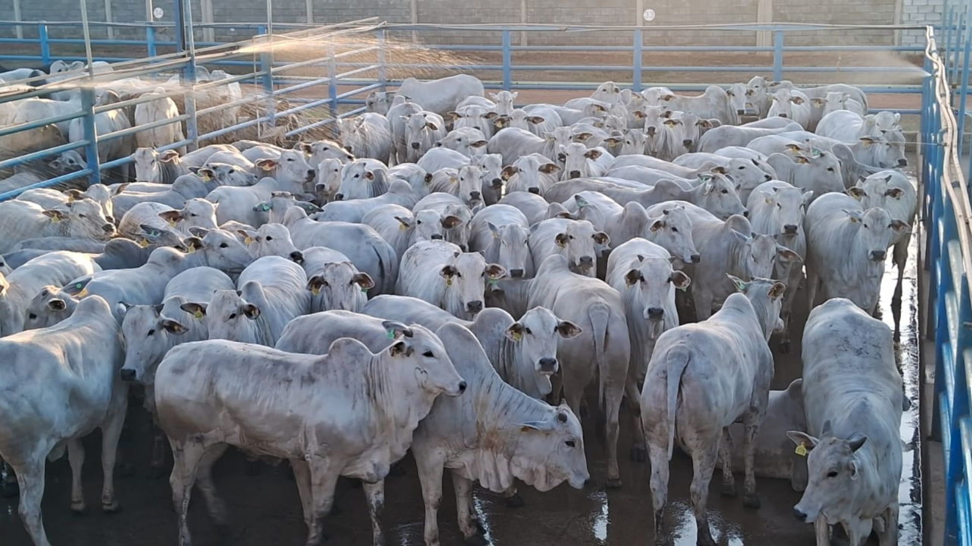 Pecuarista de Goiás faz bonito com novilhada “extra” de quase 17 arrobas