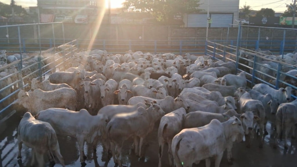 O peso médio por carcaça após o abate foi de impressionantes 251 quilos, o que dá 16,7 arrobas por animal! Foto: Divulgação/Friboi de Araguaína (TO)
