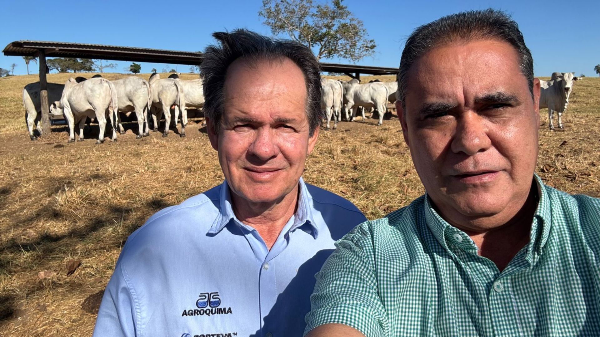 Boiada Nelore de alto padrão ultrapassa 21 arrobas na TIP em Tocantins