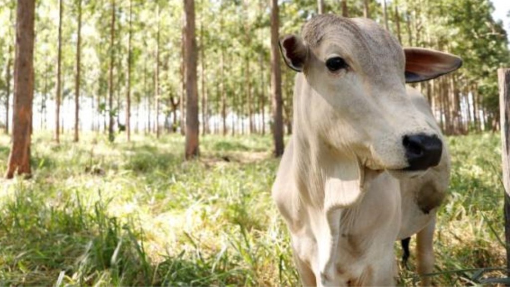 MS lidera corrida por carbono neutro com o engajamento do produtor rural