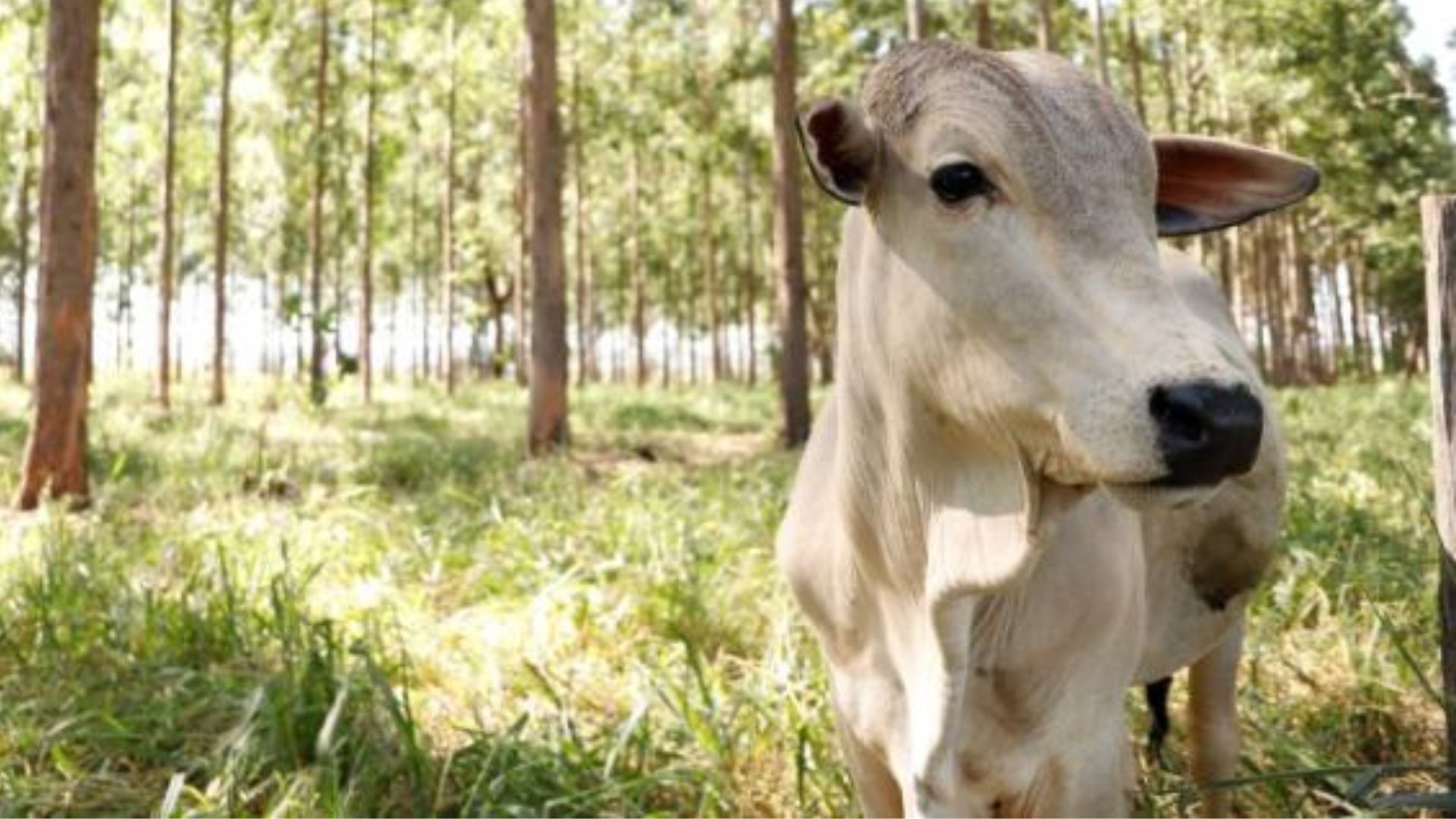 MS lidera corrida por carbono neutro com o engajamento do produtor rural