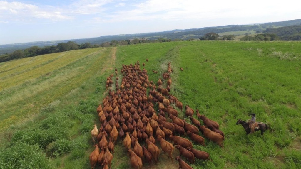 Gado Bonsmara em área de pastagem. Foto: Reprodução