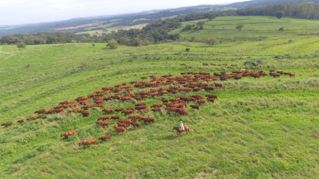 Gado Bonsmara em área de pastagem. Foto: Reprodução