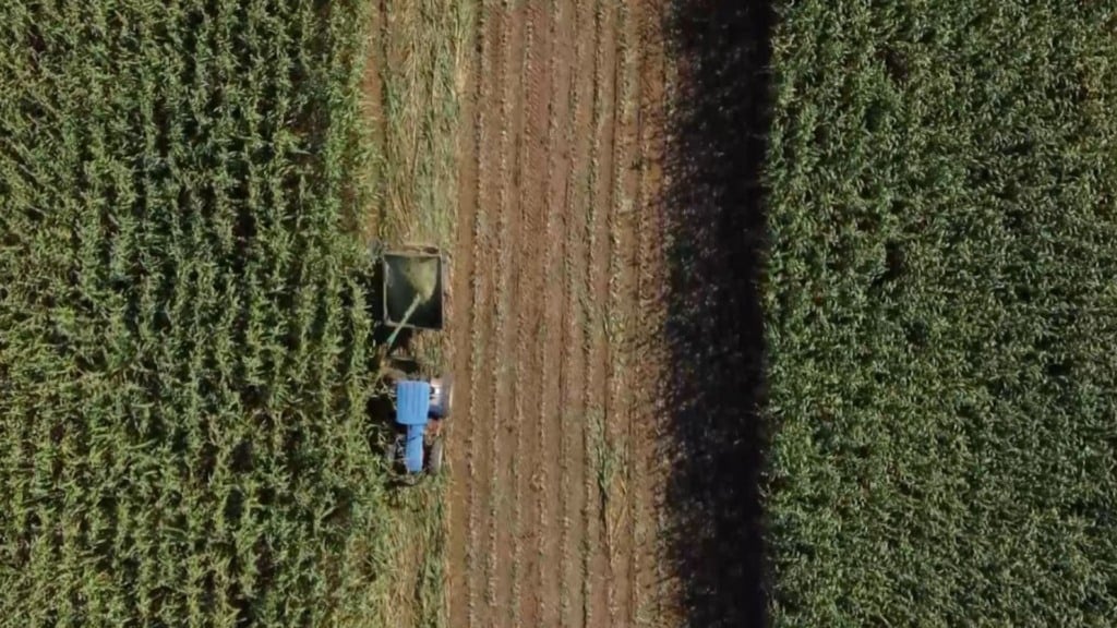 Capiaçu: entenda a influência da irrigação na produção da forrageira