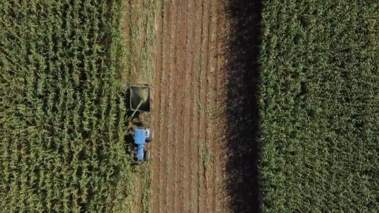 Capiaçu: entenda a influência da irrigação na produção da forrageira