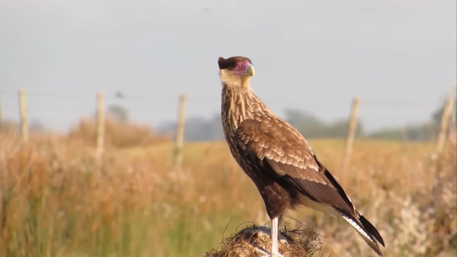Carcarás estão atacando bezerros em fazendas de cria. Entenda o porquê