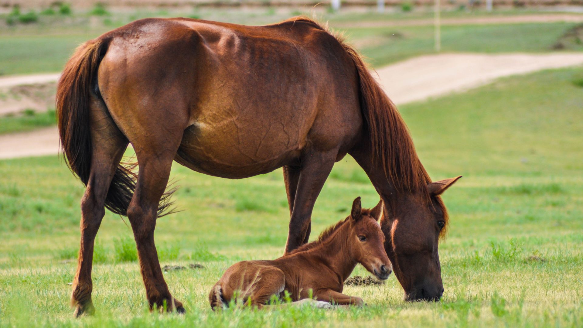 Pasto para gado e cavalo: qual capim serve para os dois animais?