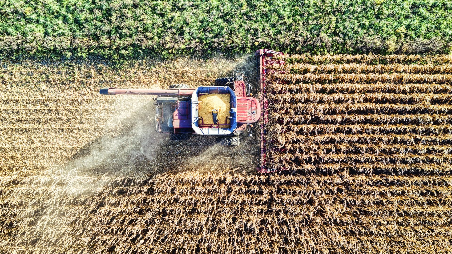 Soja e milho: Datagro projeta novo crescimento recorde na próxima safra