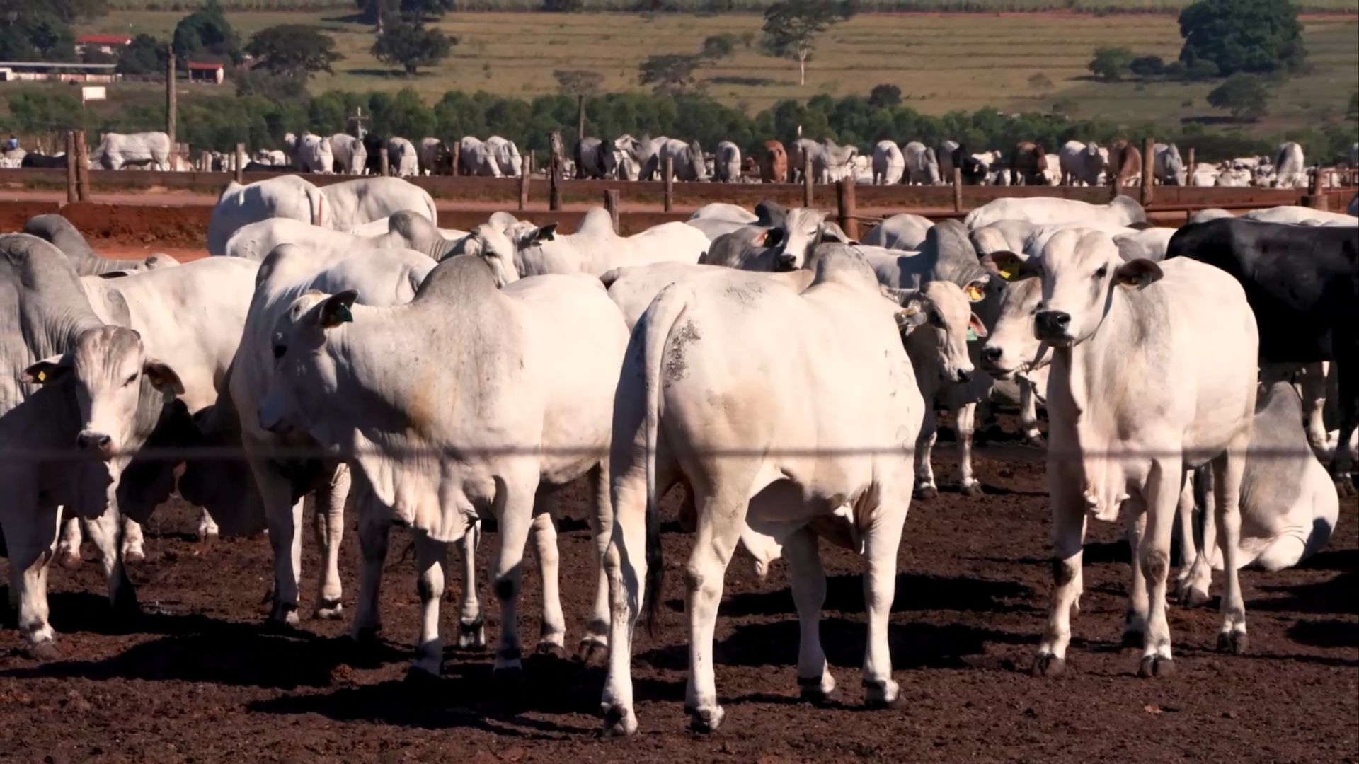 Rastreabilidade individual: saiba todos os benefícios diretos para a gestão da fazenda
