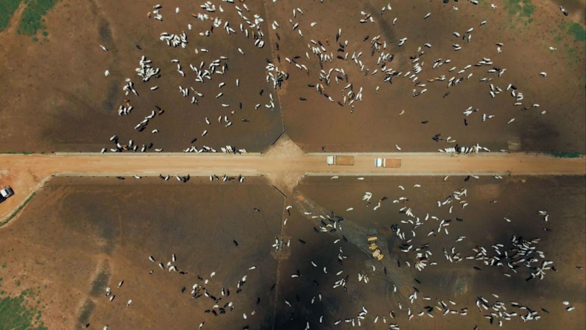 Alerta de calor: gado confinado pode sentir estresse com máximas de 39°C. Saiba mais