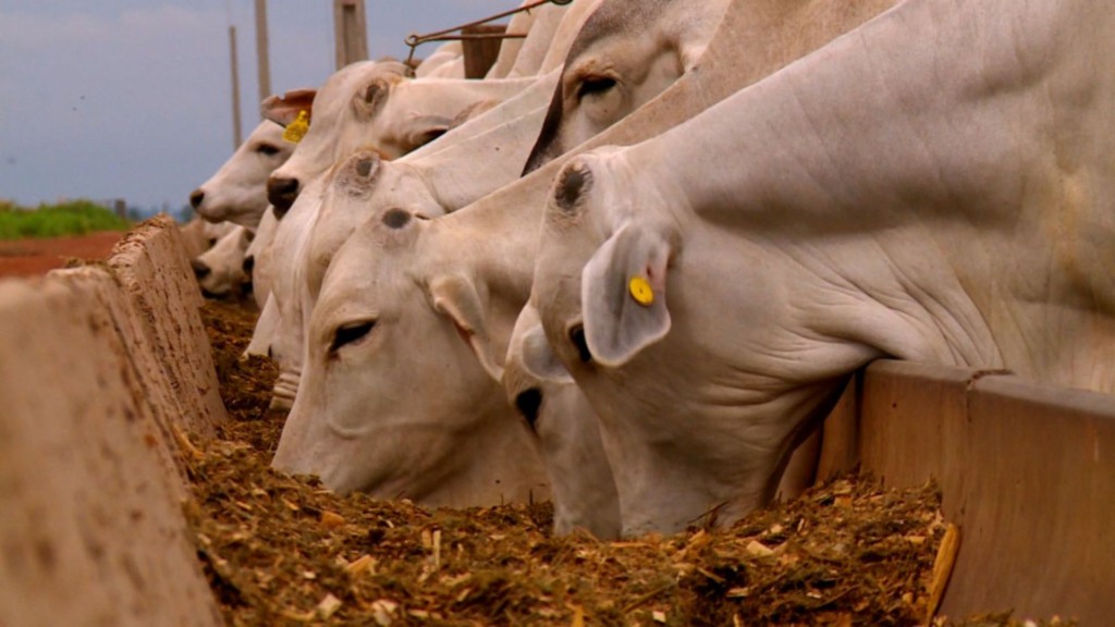 Bovinos em área de cocho no confinamento. Foto: Divulgação