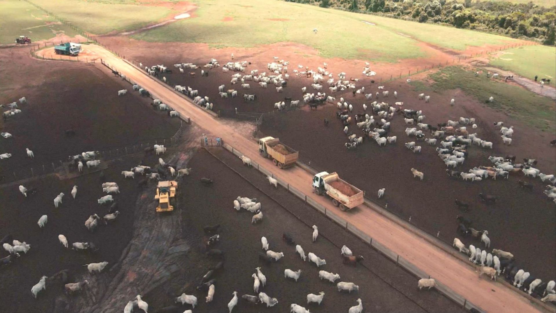 Bovinos em área de cocho no confinamento. Foto: Divulgação.