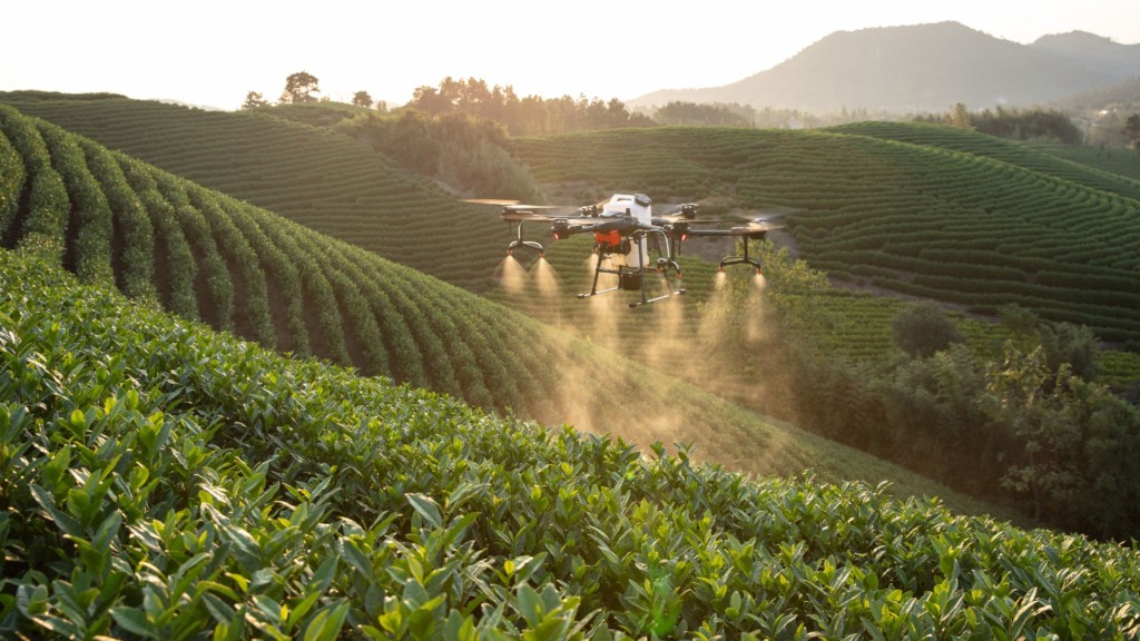 Pecuária em Roraima: drones, Angus e tecnologia de ponta aceleram a produção