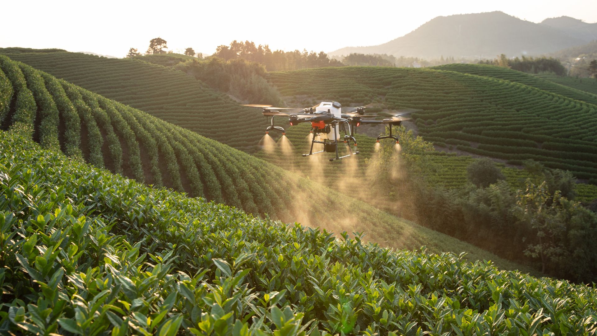 Pecuária em Roraima: drones, Angus e tecnologia de ponta aceleram a produção