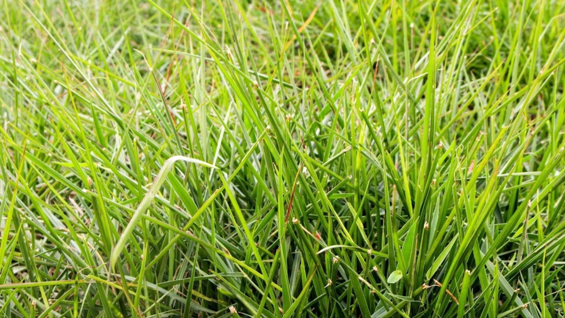 Mito ou verdade: capim humidícola inibe o consumo de sal mineral?