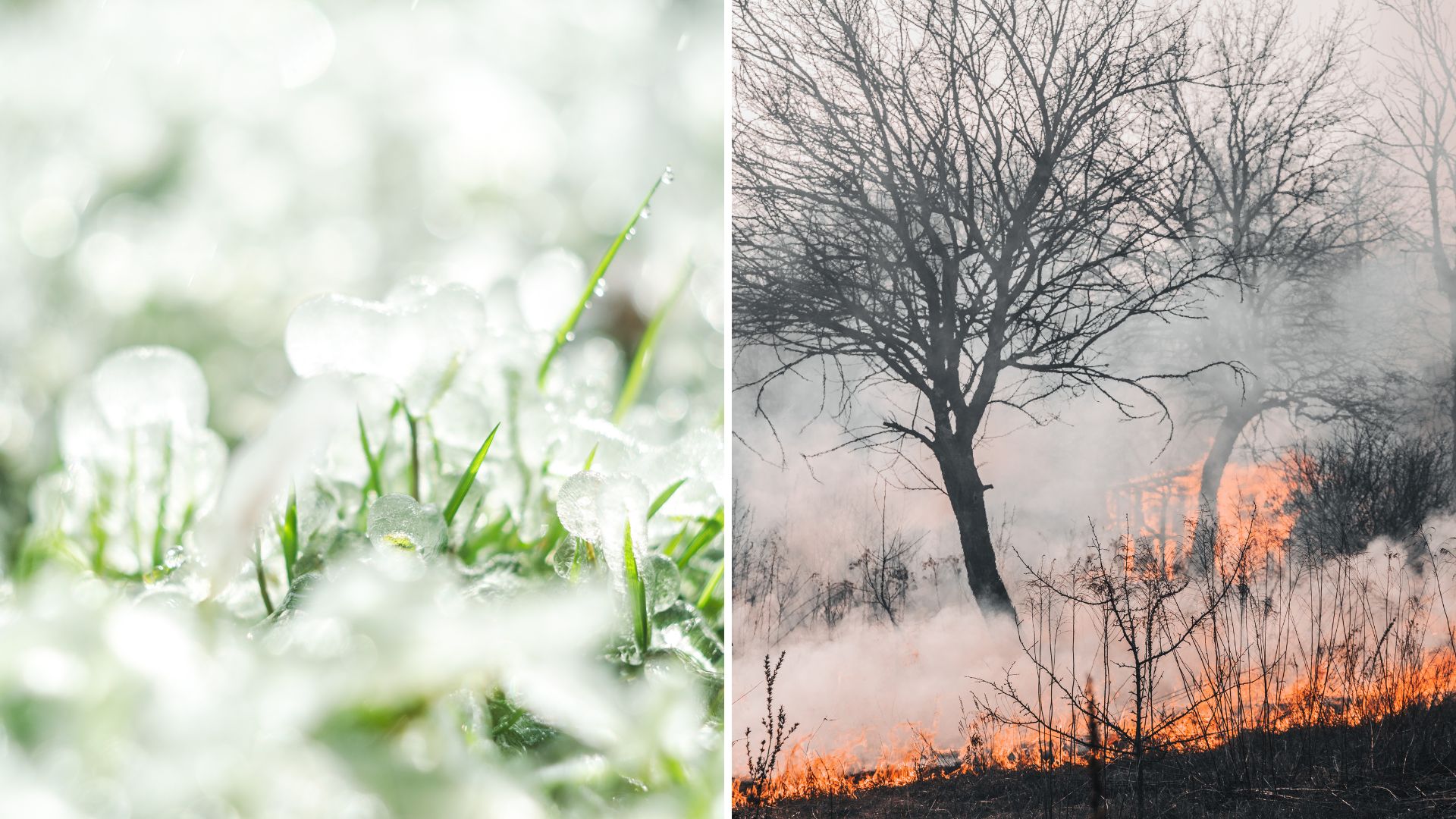 Crônicas de fogo e gelo no pasto! Calor recorde em MT e temporais com granizo no Sul