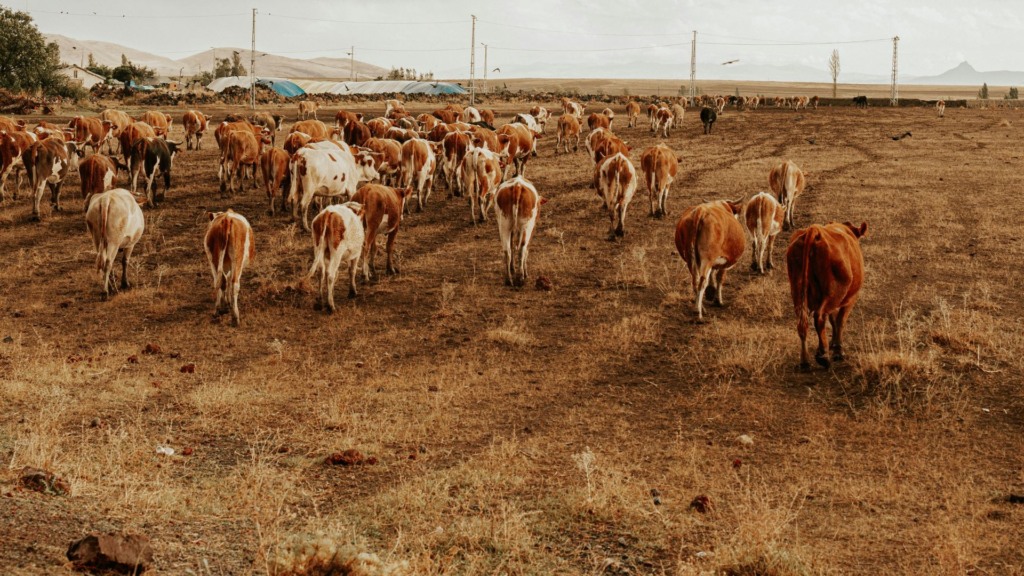 Pasto seco por quanto tempo? Outubro pode trazer a virada. Confira