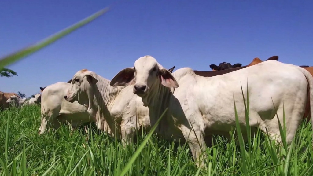 Bovinos da raça Tabapuã em área de pastagem. Foto: Divulgação