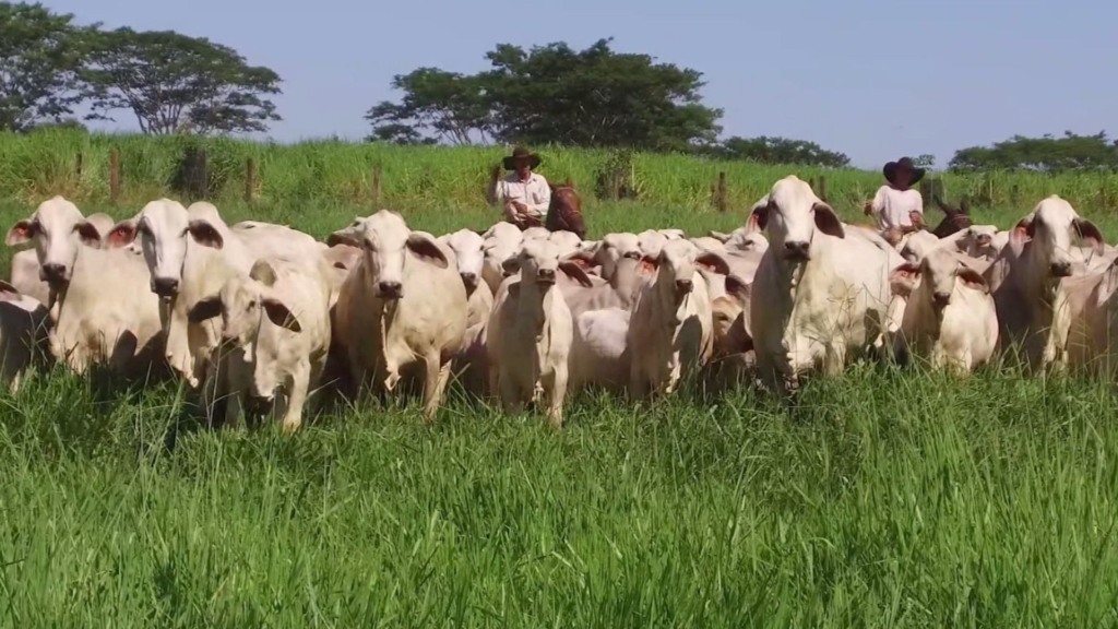 Nelore x Tabapuã: por que produtores do Ceará podem apostar neste cruzamento
