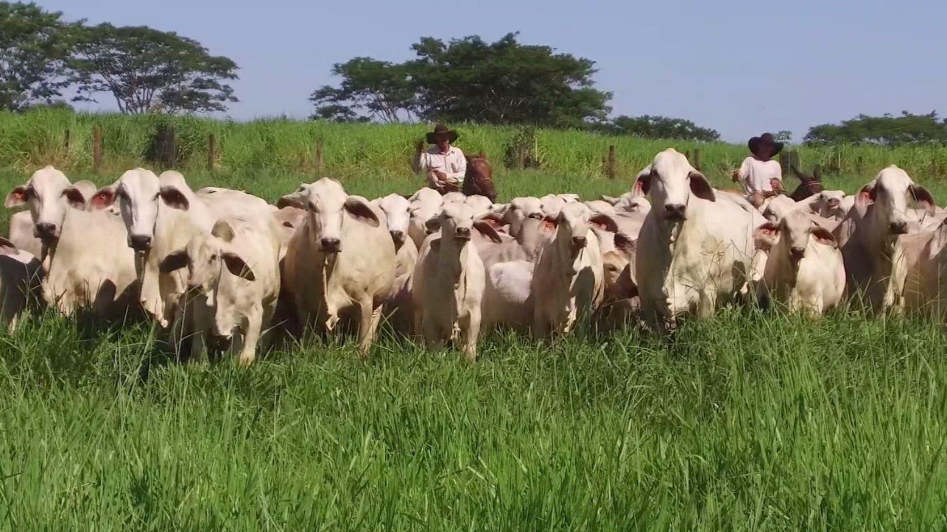 Nelore x Tabapuã: por que produtores do Ceará podem apostar neste cruzamento