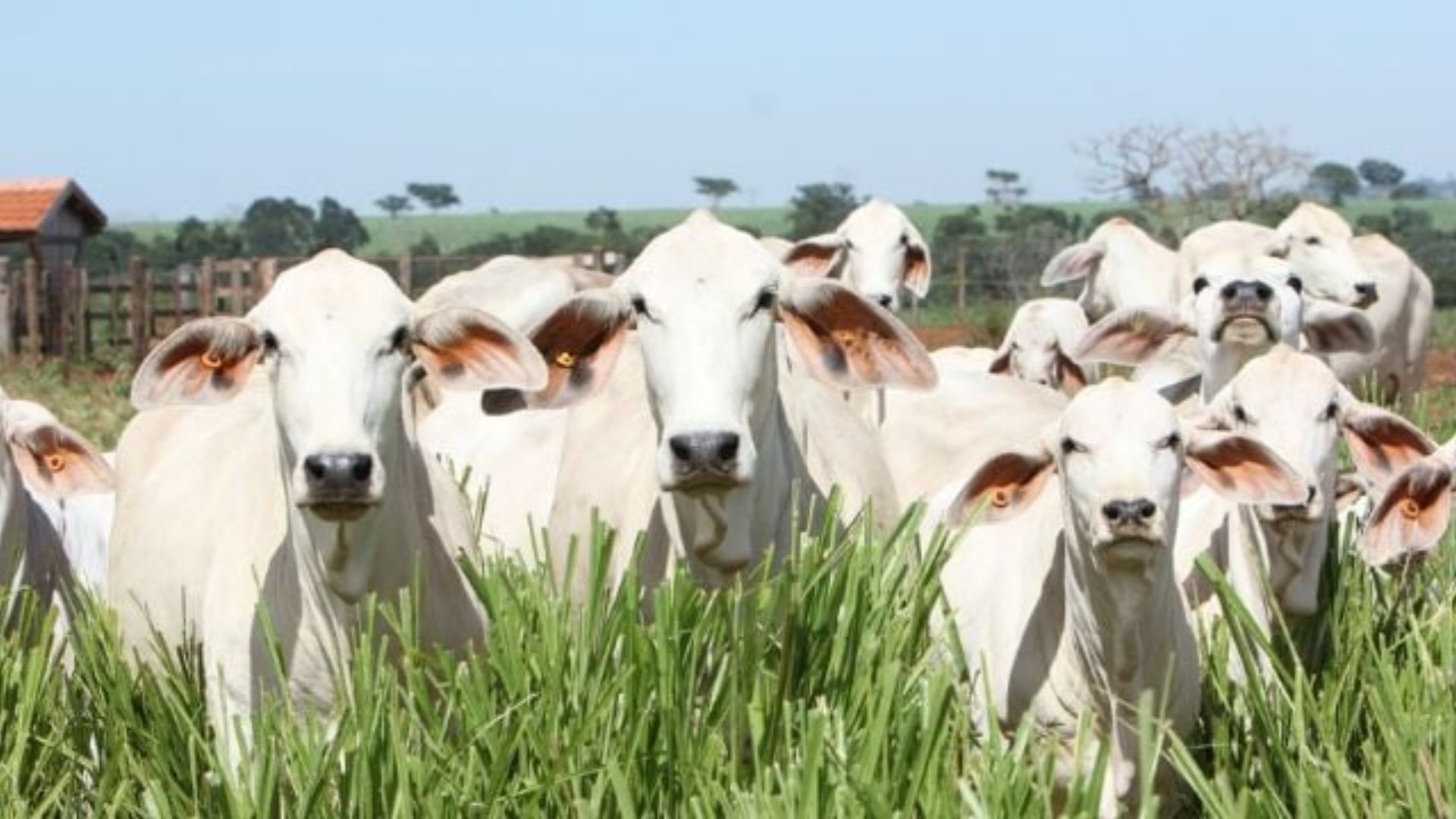 Bovinos da raça Tabapuã em área de pastagem. Foto: Sérgio Germano