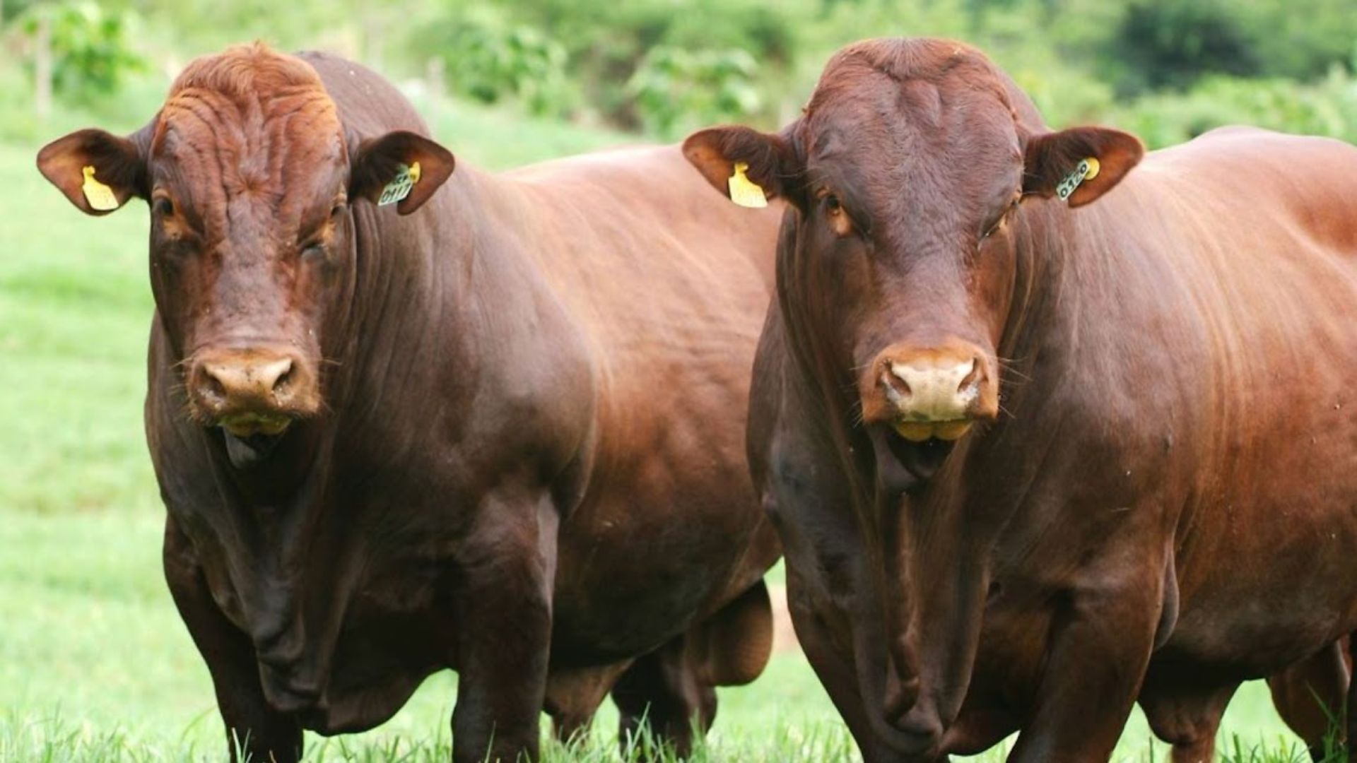 Touro Bonsmara em vacas Nelore gera gado de carne premium? Confira a resposta